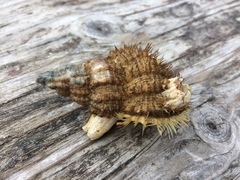 Fusitriton oregonensis