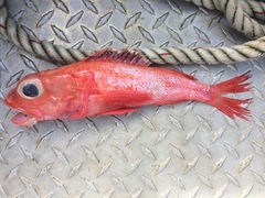 Sebastolobus altivelis