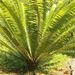 Dioon spinulosum - Photo (c) olany, some rights reserved (CC BY-NC), uploaded by olany