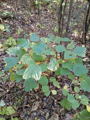 Corylus heterophylla