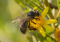 Apis mellifera