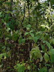 Eleutherococcus sessiliflorus