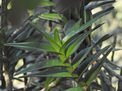 Tridactyle bicaudata bicaudata