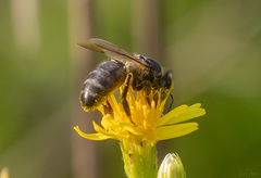 Apis mellifera