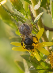 Apis mellifera
