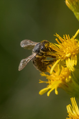 Apis mellifera