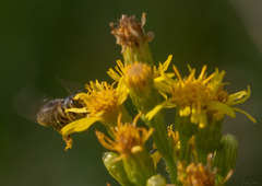 Apis mellifera