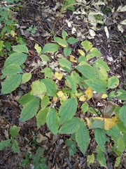 Philadelphus tenuifolius
