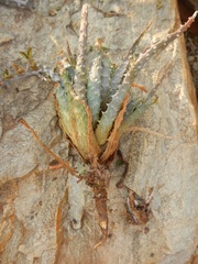 Aloe humilis