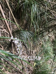 Liriope minor