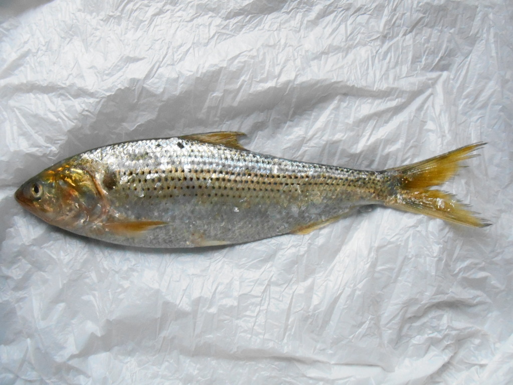 Konoshiro gizzard shad