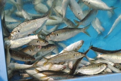 Konoshiro Gizzard Shad photo 3