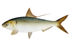 Konoshiro Gizzard Shad photo 4