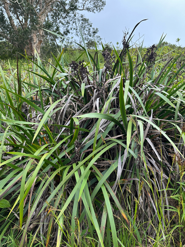 Machaerina angustifolia observed 2025-06-29