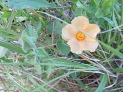 Abutilon wrightii