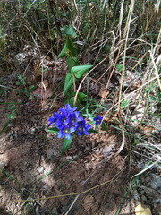 Gentiana scabra