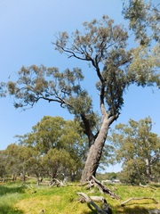 Eucalyptus microcarpa