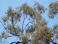 Eucalyptus microcarpa