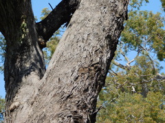Eucalyptus microcarpa