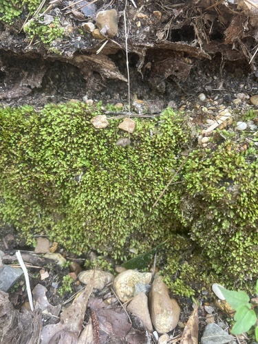 Fissidens bushii observed 2025-06-30