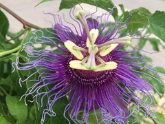 Passiflora incarnata × cincinnata