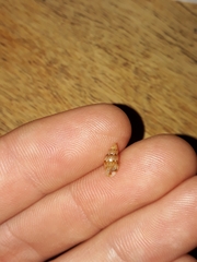 Pseudamycla dermestoidea