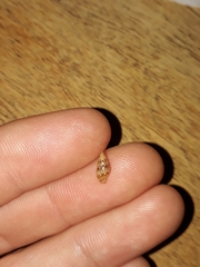 Pseudamycla dermestoidea