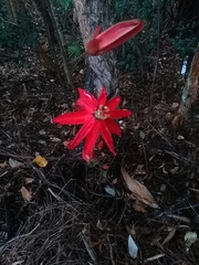 Coccinea