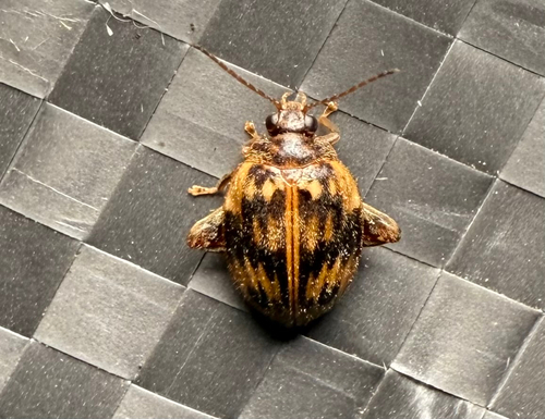 Texas Flea Marsh Beetle photo 3