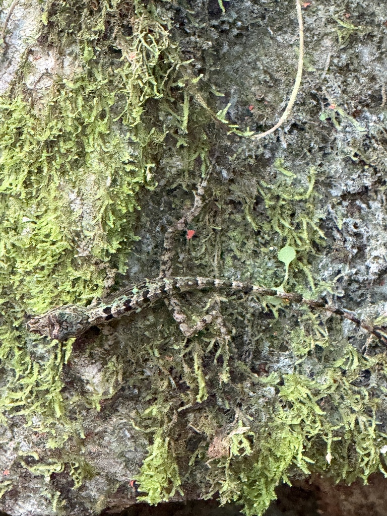 Big-Fanned Trunk Anole