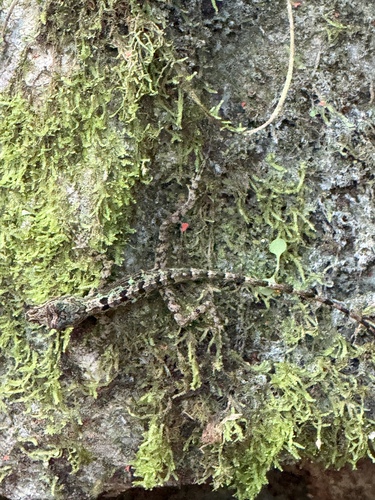 Big-Fanned Trunk Anole
