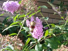 Cephonodes hylas hylas