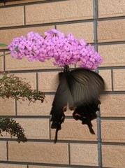 Papilio demetrius