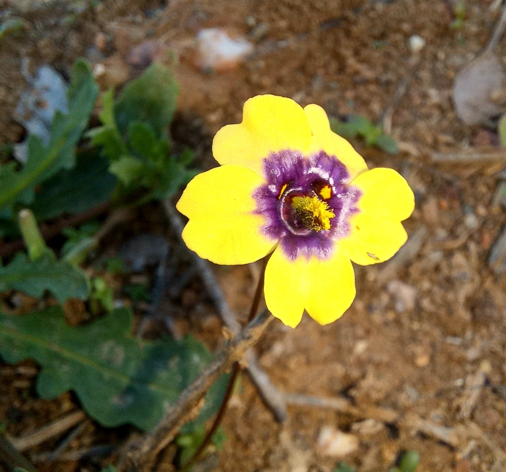 Diascia bicolor