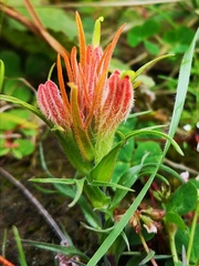 Castilleja moranensis