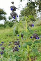 Salvia clinopodioides