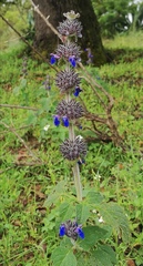 Salvia clinopodioides