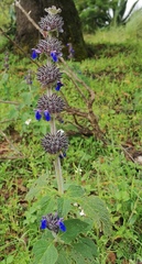 Salvia clinopodioides