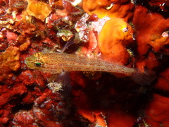 Golden Goby photo 5