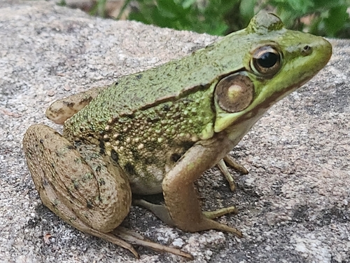 Green Frog