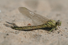 Stylurus flavipes