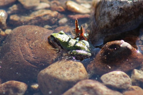 iNaturalist observation photo of Pacific chorus frog