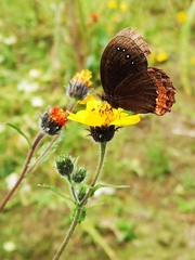 Gyrocheilus patrobas patrobas