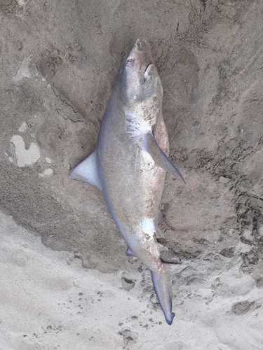 Bull Shark (Carcharhinus leucas)