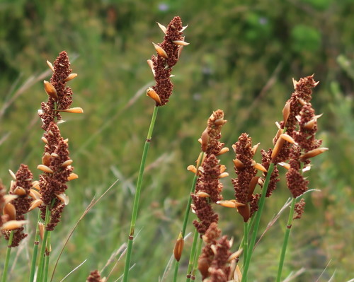 Image of Elegia equisetacea by no rights reserved