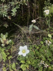 Parnassia