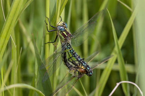 Hairy Dragonfly, 8377 Kalenberg, Nederland, photo 9 of 10