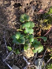 Tephroseris newcombei