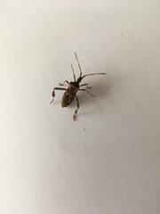 Leptoglossus occidentalis