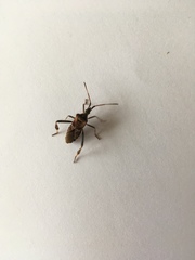 Leptoglossus occidentalis